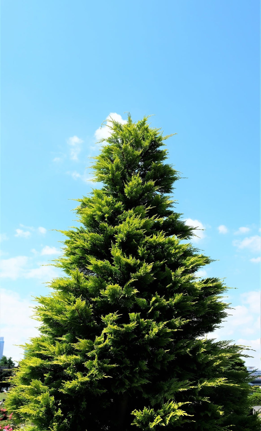 ヒバってどんな木? – natuarise