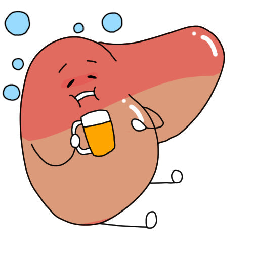 カラダに備わっているデトックス機能　②肝臓