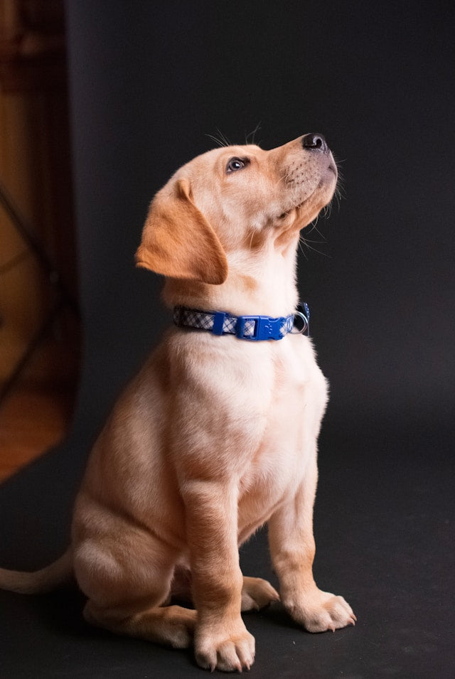 意外な結果が面白い！　「愛犬たちの好きな匂い・嫌いな臭いランキング」